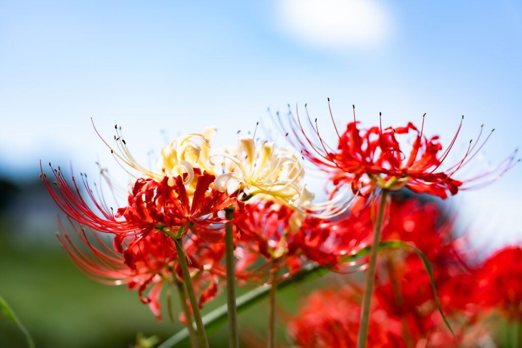 花写真