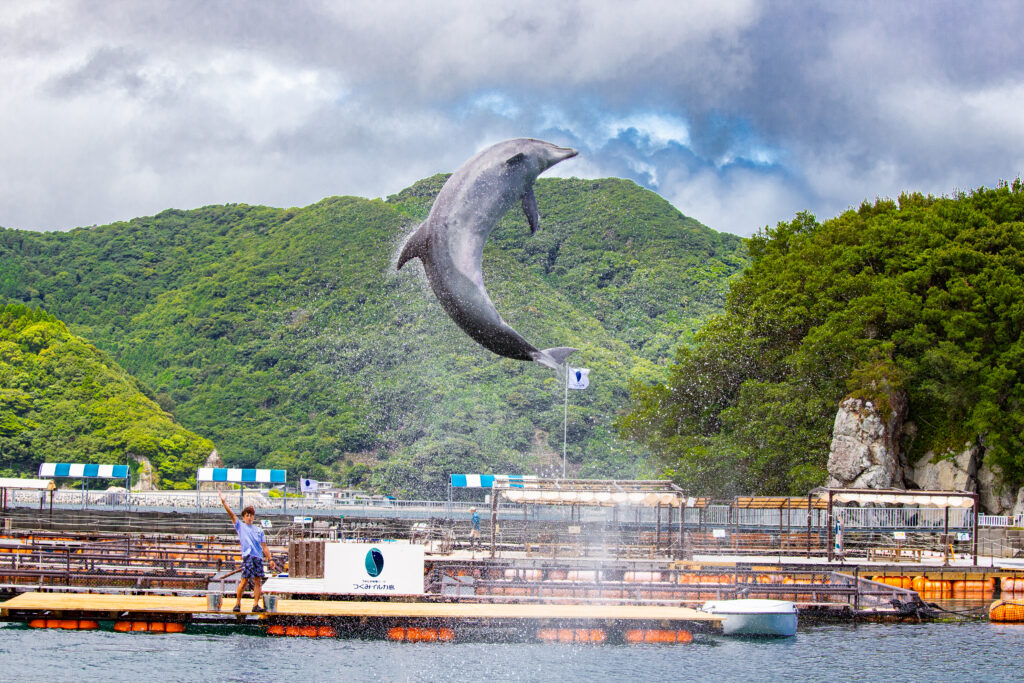 イルカ写真
